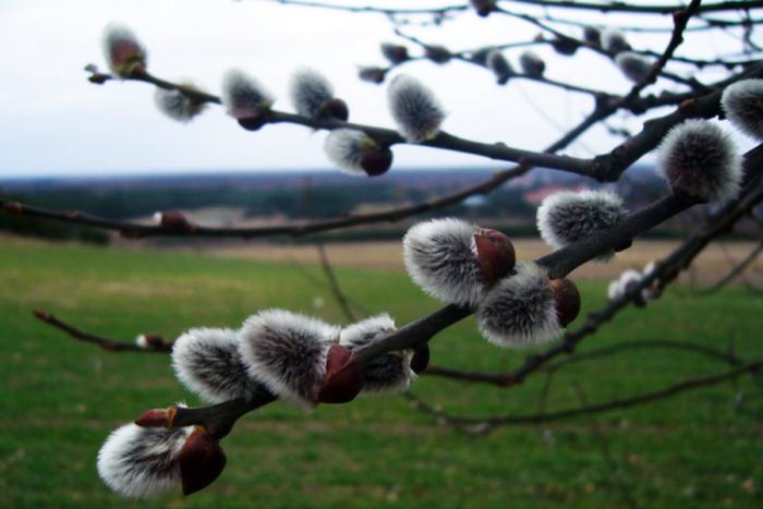 Catkins